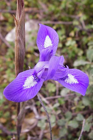 Moraea sisyrinchium / Barbary Nut Iris, Crete Knossos 31.3.2015