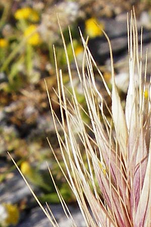 Hordeum marinum \ Strand-Gerste / Sea Barley, Kreta/Crete Moni Kapsa 10.4.2015