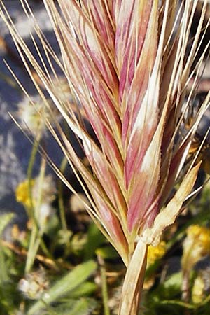 Hordeum marinum \ Strand-Gerste / Sea Barley, Kreta/Crete Moni Kapsa 10.4.2015