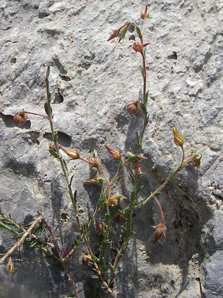 Fumana arabica \ Zwerg-Nadelrschen, Kreta Preveli 3.4.2015