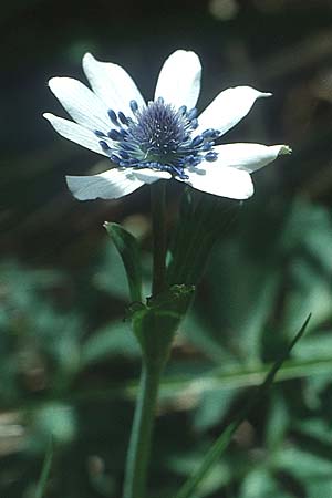 Anemone hortensis subsp. heldreichii \ Heldreichs Anemone, Kreta Thripti 6.5.1991