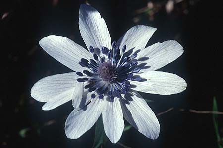 Anemone hortensis subsp. heldreichii \ Heldreichs Anemone / Heldreich's Anemone, Kreta/Crete Arhanes, Jouhtas 13.2.2002