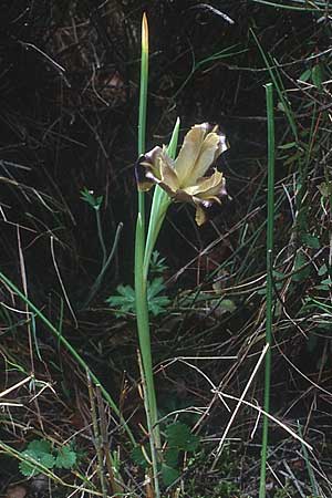Hermodactylus tuberosus \ Hermesfinger / Snake's-Head Iris, Kreta/Crete Lasithi 5.4.1990