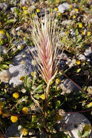 Hordeum marinum \ Strand-Gerste, Kreta Moni Kapsa 10.4.2015