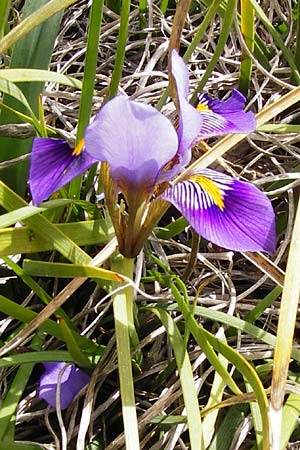 Iris unguicularis subsp. cretensis \ Kretische Schwertlilie, Kreta Spili 5.4.2015