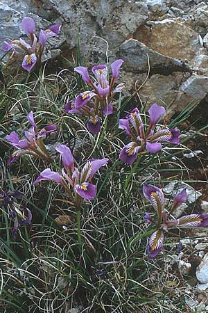 Iris unguicularis subsp. cretensis \ Kretische Schwertlilie / Winter-Blooming Iris, Kreta/Crete Lasithi 5.4.1990
