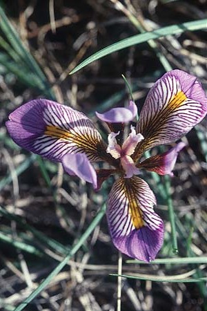 Iris unguicularis subsp. cretensis \ Kretische Schwertlilie / Winter-Blooming Iris, Kreta/Crete Phaistos 15.2.2002
