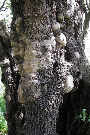 Ceratonia siliqua \ Johannisbrot-Baum, Karube / Carob, Kreta/Crete Armeni 7.4.2015