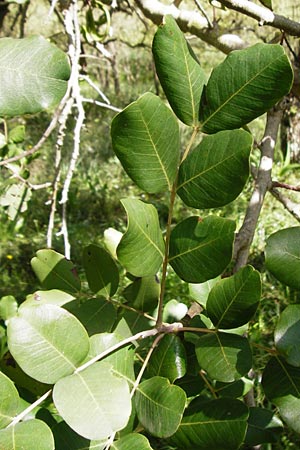 Ceratonia siliqua \ Johannisbrot-Baum, Karube / Carob, Kreta/Crete Armeni 7.4.2015