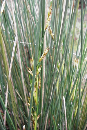 Juncus inflexus / Hard Rush, Crete Zakros - Gorge 8.4.2015