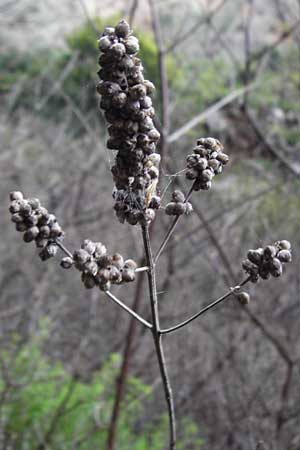 Vitex agnus-castus \ Mnchspfeffer, Keuschbaum / Chaste-Berry Tree, Kreta/Crete Zakros - Schlucht / Gorge 8.4.2015