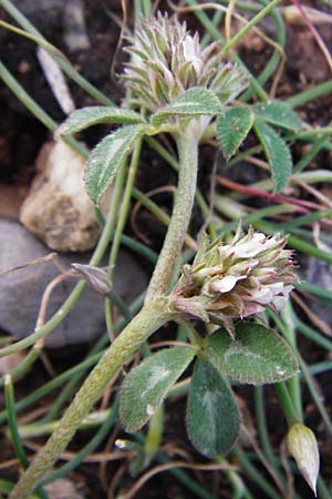 Trifolium scabrum / Rough Clover, Crete Moni Kapsa 10.4.2015