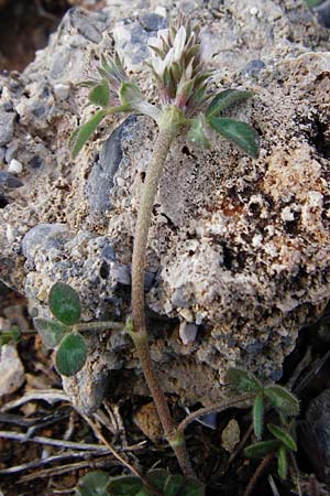 Trifolium scabrum \ Rauer Klee / Rough Clover, Kreta/Crete Moni Kapsa 10.4.2015