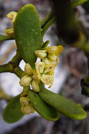 Viscum album subsp. austriacum \ Kiefern-Mistel / Pine Mistletoe, Kreta/Crete Thripti 10.4.2015