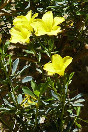 Linum arboreum \ Strauch-Lein, Baum-Lein / Tree Flax, Shrubby Flax, Kreta/Crete Aradena - Schlucht / Gorge 4.4.2015