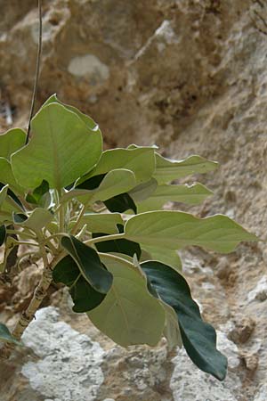 Staehelina arborea \ Kreta-Strauchscharte / Cretan Gorge Laurel, Kreta/Crete Aradena - Schlucht / Gorge 4.4.2015