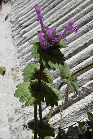 Lamium amplexicaule \ Stngelumfassende Taubnessel, Kreta Arhanes 1.4.2015