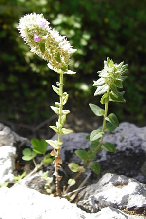 Micromeria nervosa \ Palstina-Steinminze / Veined Savory, Kreta/Crete Preveli Strand/Beach 3.4.2015