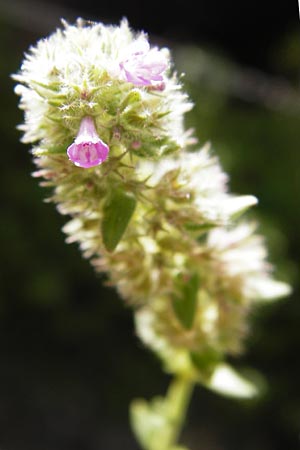 Micromeria nervosa \ Palstina-Steinminze / Veined Savory, Kreta/Crete Preveli Strand/Beach 3.4.2015