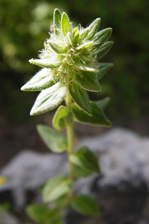 Micromeria nervosa \ Palstina-Steinminze / Veined Savory, Kreta/Crete Preveli Strand/Beach 3.4.2015