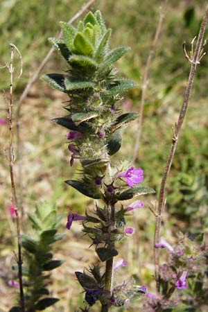 Micromeria nervosa \ Palstina-Steinminze / Veined Savory, Kreta/Crete Armeni 7.4.2015