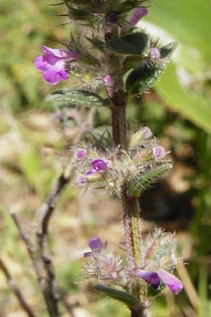 Micromeria nervosa \ Palstina-Steinminze / Veined Savory, Kreta/Crete Armeni 7.4.2015