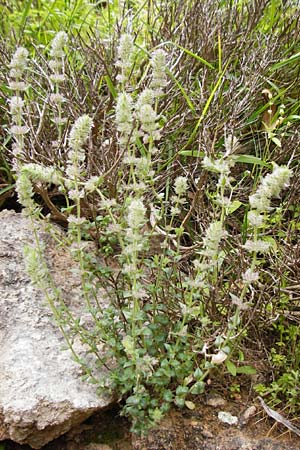 Micromeria nervosa \ Palstina-Steinminze / Veined Savory, Kreta/Crete Zakros - Schlucht / Gorge 8.4.2015