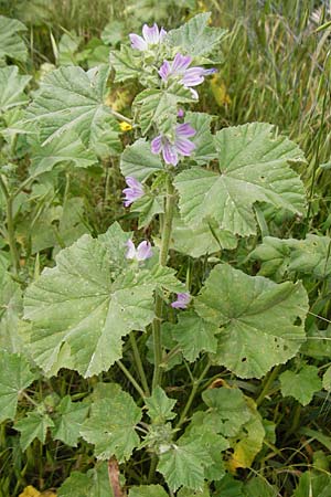 Malva multiflora \ Kretische Strauchpappel / Small Tree Mallow, Cretan Hollyhock, Kreta/Crete Plakias 6.4.2015