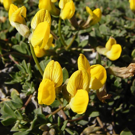 Lotus edulis \ Essbarer Hornklee / Edible Bird's-Foot Trefoil, Kreta/Crete Preveli Strand/Beach 3.4.2015