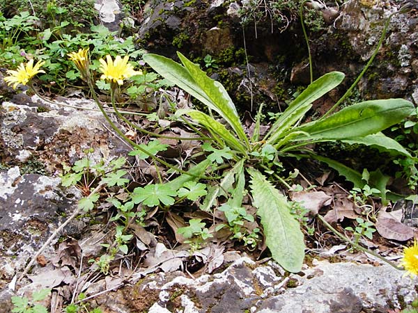 Leontodon tuberosus \ Knolliger Lwenzahn / Tuberous Hawkbit, Kreta/Crete Aradena - Schlucht / Gorge 4.4.2015