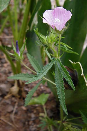 Malva cretica \ Kretische Malve, Kreta Zakros - Schlucht 8.4.2015