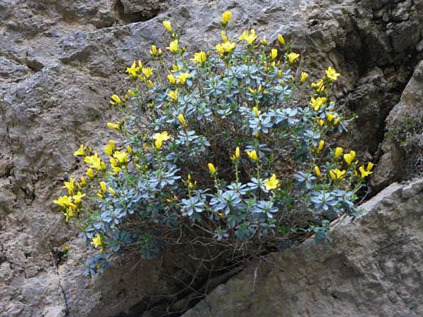 Linum arboreum \ Strauch-Lein, Baum-Lein / Tree Flax, Shrubby Flax, Kreta/Crete Kotsifou - Schlucht / Gorge 2.4.2015