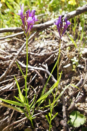 Linaria pelisseriana \ Schlundhckriges Leinkraut, Kreta Preveli 3.4.2015