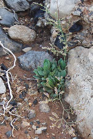 Limonium cornarianum \ Kornaros-Strandflieder / Kornaros Sea Lavender, Kreta/Crete Moni Kapsa 10.4.2015