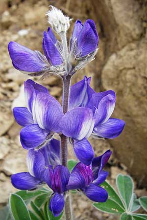 Lupinus pilosus \ Behaarte Lupine / Blue Lupin, Kreta/Crete Tilisos 2.4.2015