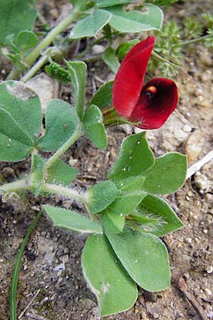 Lotus tetragonolobus \ Rote Spargelbohne / Winged Pea, Kreta/Crete Knossos 31.3.2015