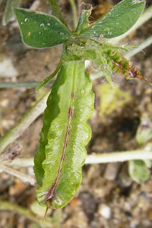 Lotus tetragonolobus \ Rote Spargelbohne, Kreta Plakias 6.4.2015