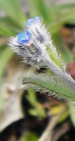 Myosotis incrassata ? \ Dickblttriges Vergissmeinnicht / Thick-Leafed Forget-me-not, Kreta/Crete Meronas 5.4.2015