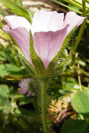 Malva cretica \ Kretische Malve / Mediterranean Mallow, Kreta/Crete Preveli 3.4.2015