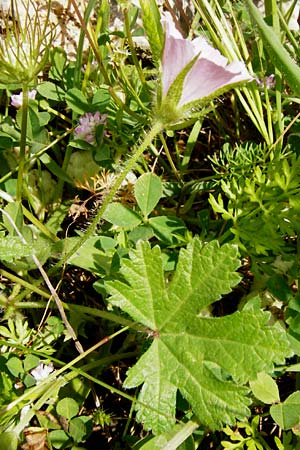 Malva cretica \ Kretische Malve, Kreta Preveli 3.4.2015