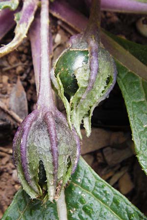 Mandragora officinarum \ Alraune, Alraunwurzel, Kreta Zakros - Schlucht 8.4.2015