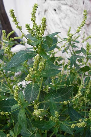 Mercurialis annua / Annual Mercury, Crete Kritsa 11.4.2015