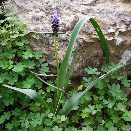 Muscari comosum \ Schopfige Traubenhyazinthe / Tassel Hyacinth, Kreta/Crete Kavousi 11.4.2015