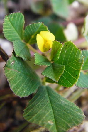 Medicago orbicularis \ Schneckenklee, Kreta Preveli Strand 3.4.2015