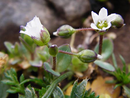 Holosteum umbellatum / Jagged Chickweed, Crete Ideon Andron 2.4.2015