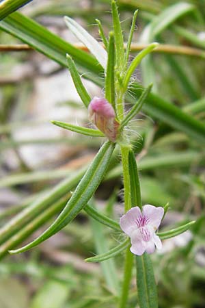 Misopates orontium / Weasel's-Snout, Lesser Snapdragon, Crete Zakros - Gorge 8.4.2015