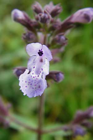 Nepeta melissifolia \ Melissenblttrige Katzenminze / Balm-Leaved Catnip, Kreta/Crete Zakros - Schlucht / Gorge 8.4.2015