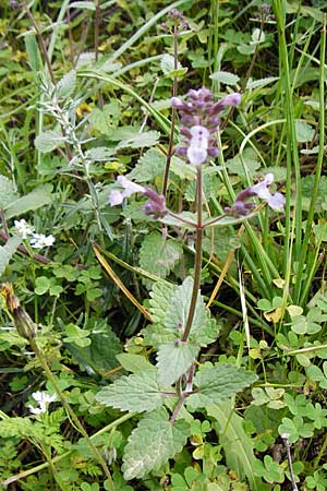 Nepeta melissifolia \ Melissenblttrige Katzenminze, Kreta Zakros - Schlucht 8.4.2015