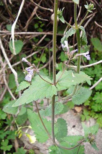 Nepeta melissifolia \ Melissenblttrige Katzenminze, Kreta Zakros - Schlucht 8.4.2015