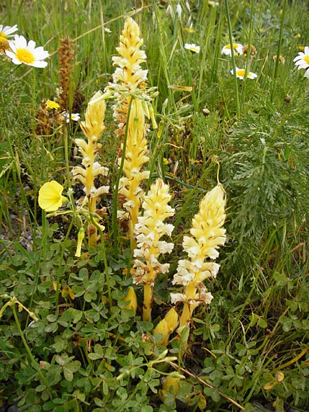 Orobanche pubescens \ Behaarte Sommerwurz, Kreta Zakros - Schlucht 8.4.2015